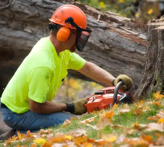 tree services New Haven